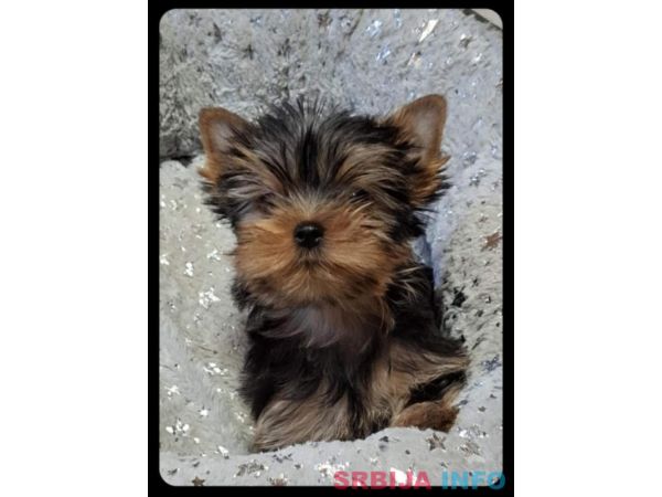 Biver terijer, biewer, jorksirski terijer, mini jorki 