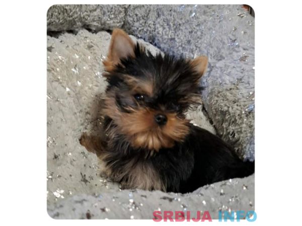 Biver terijer, biewer, jorksirski terijer, mini jorki 