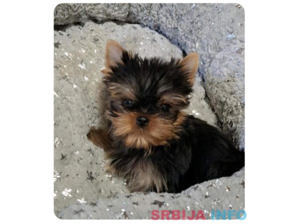 Biver terijer, biewer, jorksirski terijer, mini jorki 