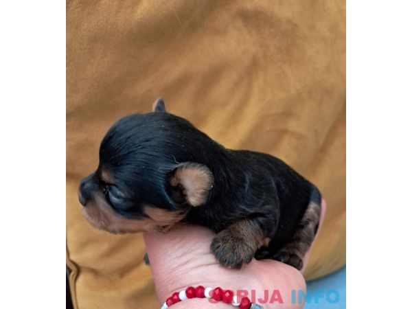 Biver terijer, biewer, jorksirski terijer, mini jorki 