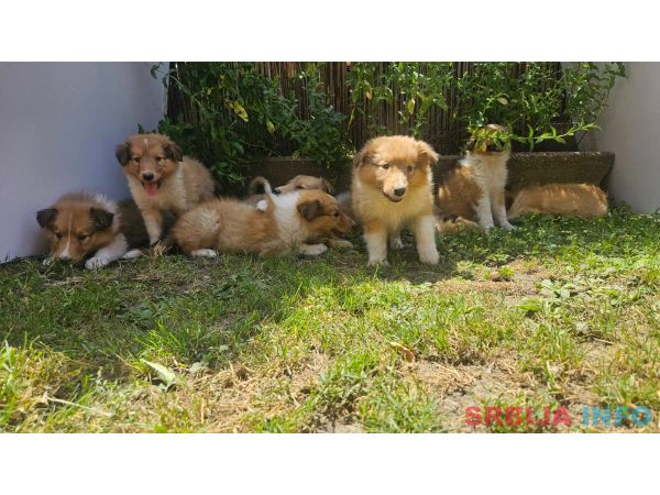 &Scaron;tenci &Scaron;kotskog Ovčara