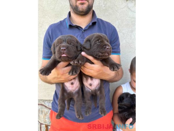 Labrador retriver, vrhunski čokoladni &scaron;tenci 
