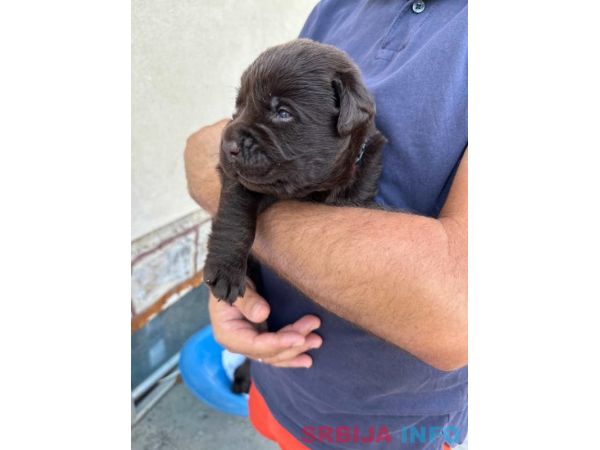 Labrador retriver, vrhunski čokoladni &scaron;tenci 