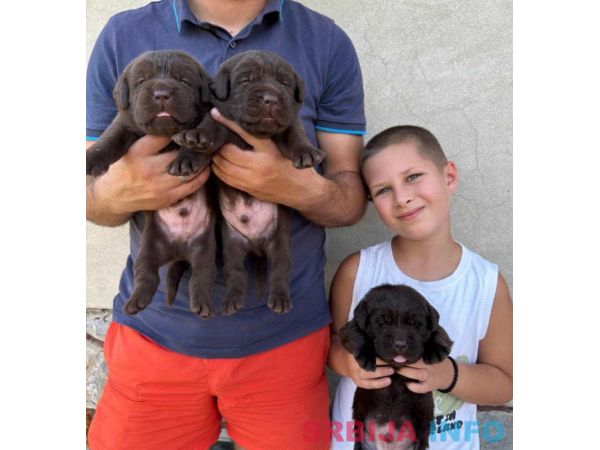 Labrador retriver, vrhunski čokoladni &scaron;tenci 