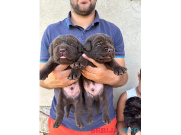 Labrador retriver, vrhunski čokoladni &scaron;tenci 