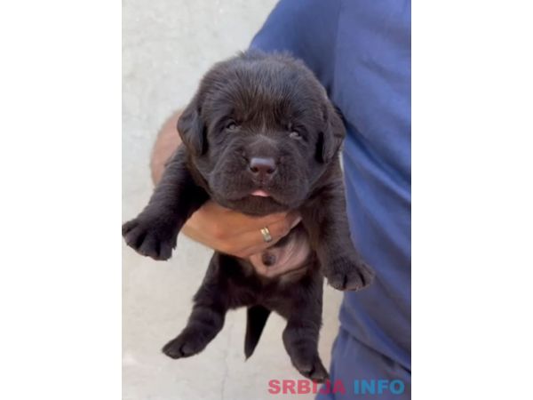 Labrador retriver, vrhunski čokoladni &scaron;tenci 