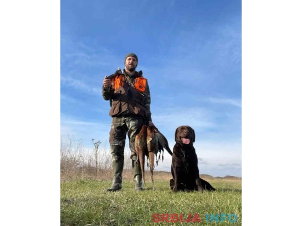 Labrador retriver, vrhunski čokoladni &scaron;tenci 