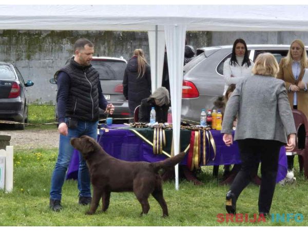 Labrador retriver, vrhunski čokoladni &scaron;tenci 