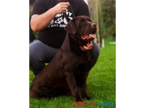 Labrador retriver, vrhunski čokoladni &scaron;tenci 