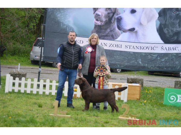 Labrador retriver, vrhunski čokoladni &scaron;tenci 