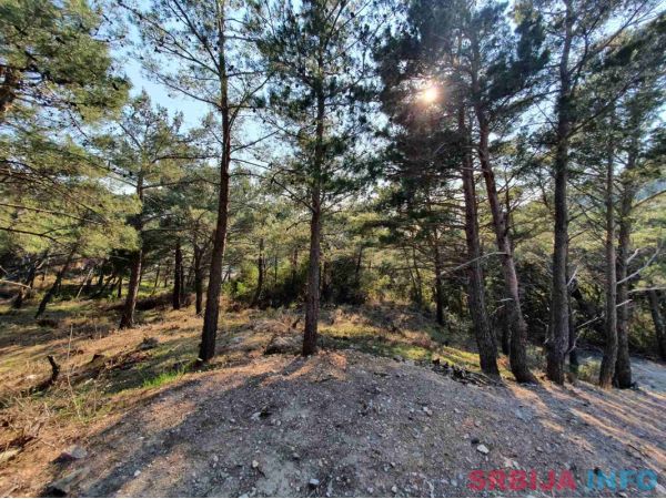 Plac 5586 m2 Zeleni pojas Bar 