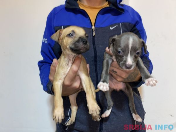 Pitbull Merle x Bluenose stenci 
