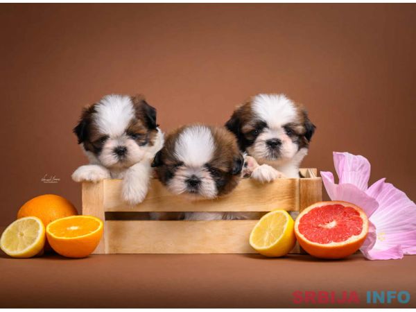 SHIH TZU štenci Kvalitetni 