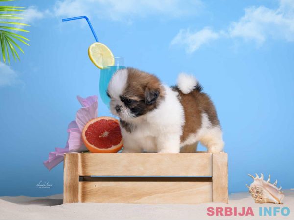 SHIH TZU štenci Kvalitetni 