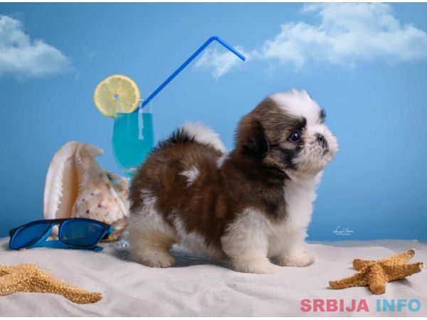 SHIH TZU štenci Kvalitetni 