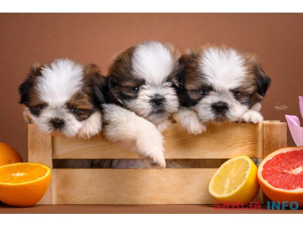 SHIH TZU štenci Kvalitetni 