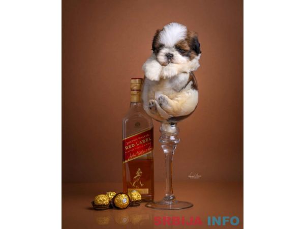 SHIH TZU štenci Kvalitetni 