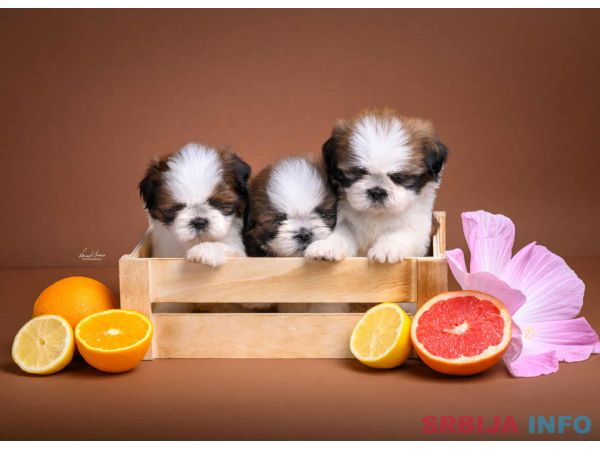 SHIH TZU štenci Kvalitetni 