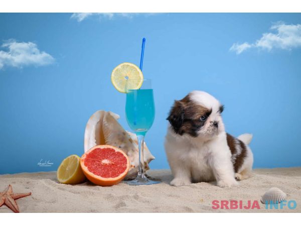 SHIH TZU štenci Kvalitetni 