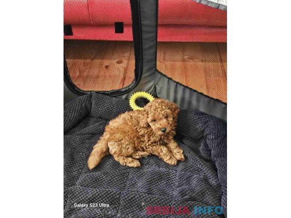 Crvena toy pudla štenci