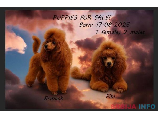 Crvena toy pudla štenci