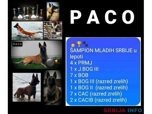Belgijski ovčar MALINOA štenci