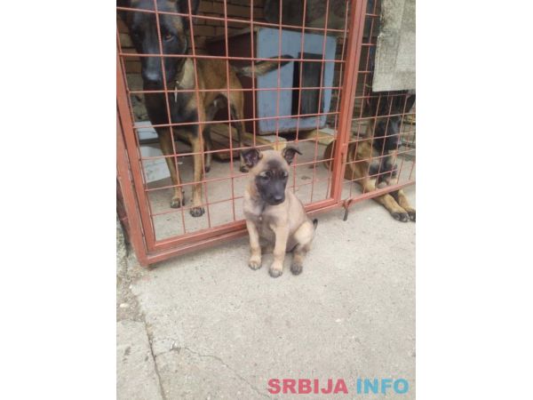 Belgijski ovčar MALINOA štenci