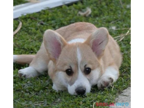 Vel&scaron;ki Welski Korgi Corgi Pembrok