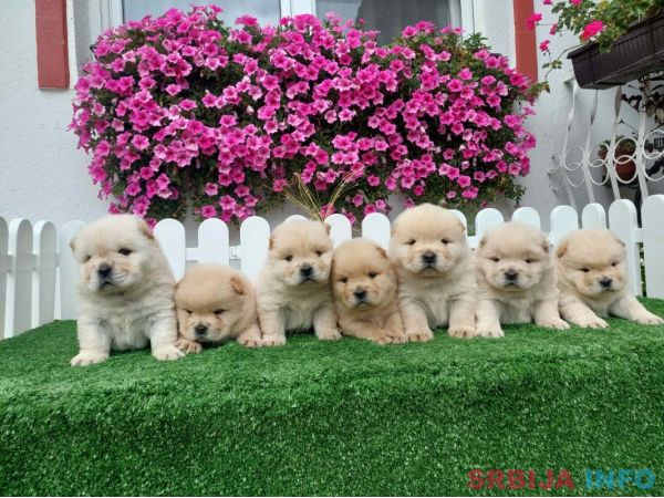 Chow Chow cau cau stenci