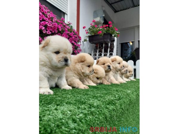 Chow Chow cau cau stenci