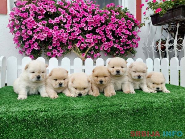 Chow Chow cau cau stenci