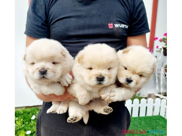 Chow Chow cau cau stenci