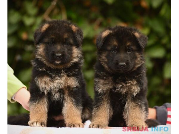 Nemački ovčar - prodaja štenaca