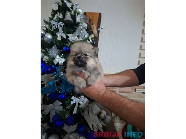 Pomeranci 