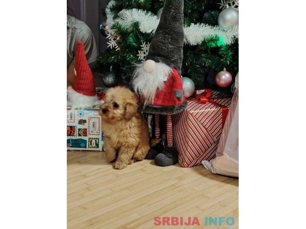 Na prodaju zenska dva steneta, patuljaste pudle, aprikot 