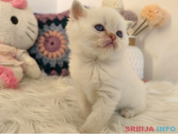 Skotski fold i straight mace