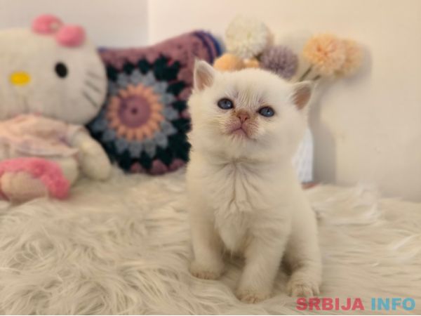 Skotski fold i straight mace