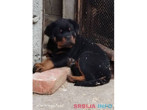 Rotvajler, prvobirano mu&scaron;ko &scaron;tene