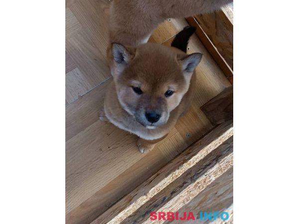 &Scaron;iba Inu &scaron;tenci