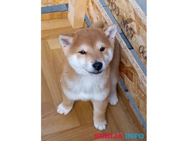 &Scaron;iba Inu &scaron;tenci