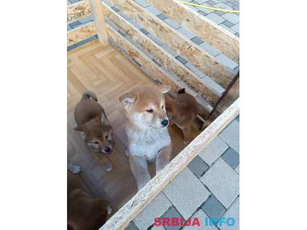 &Scaron;iba Inu &scaron;tenci