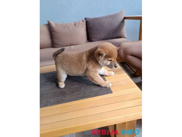 &Scaron;iba Inu &scaron;tenci