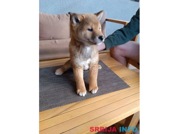 &Scaron;iba Inu &scaron;tenci