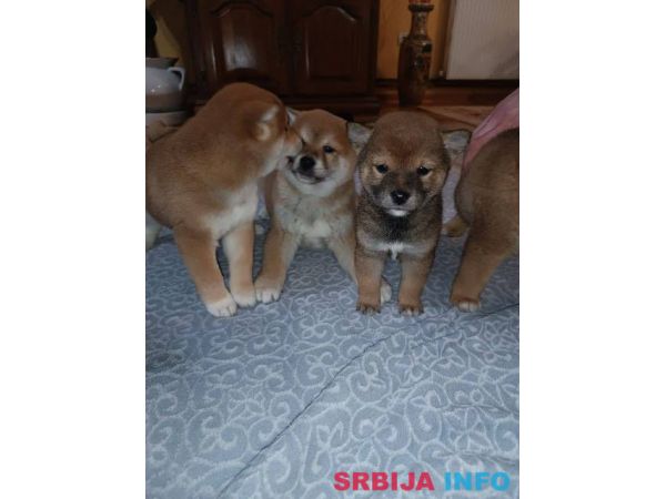 &Scaron;iba Inu &scaron;tenci