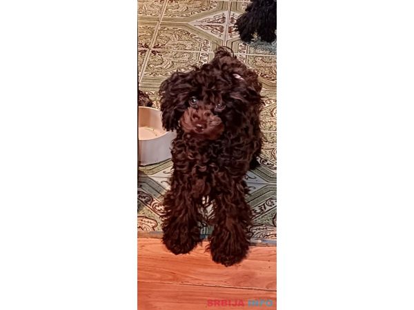 Toj pudle braon, ženke