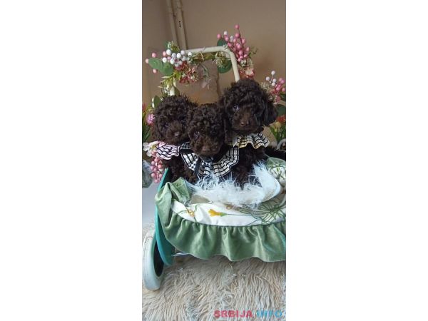 Toj pudle braon, ženke