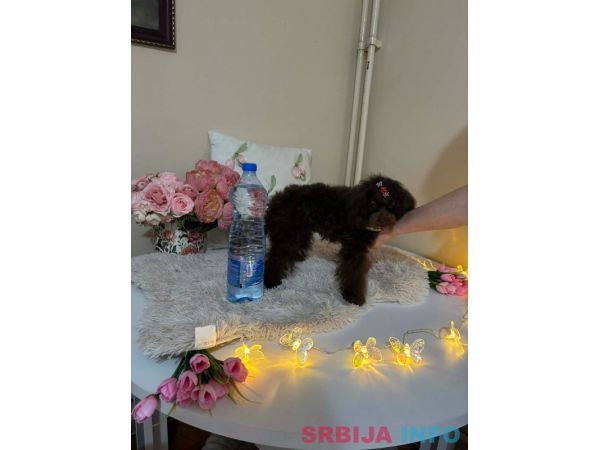 Toj pudle braon, ženke