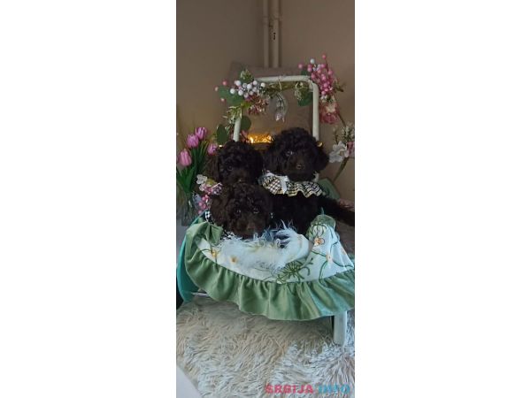 Toj pudle braon, ženke