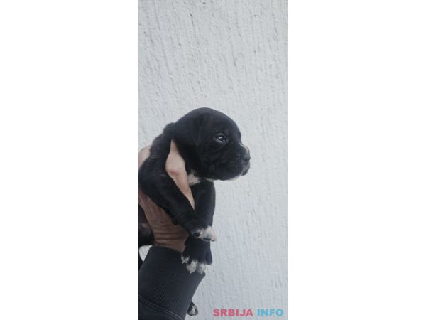 Cane Corso &scaron;tenci 