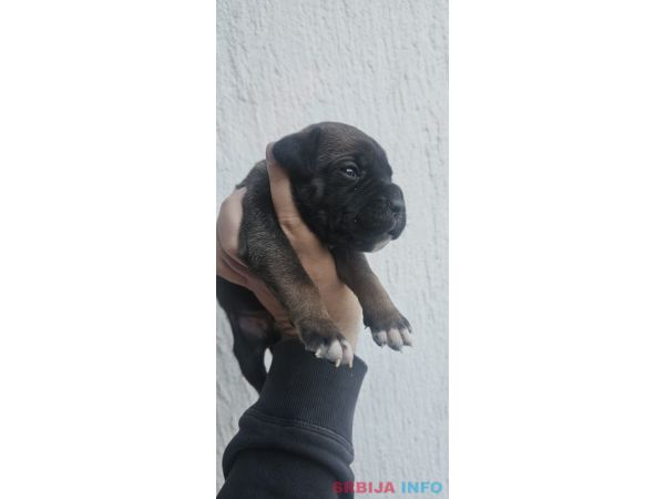 Cane Corso &scaron;tenci 